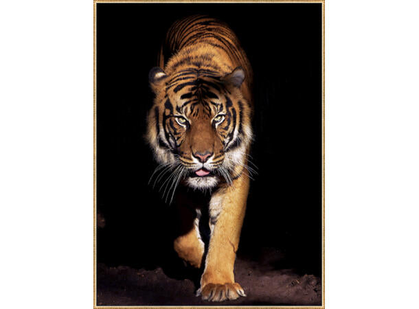 Bilde tiger 60x80 cm
