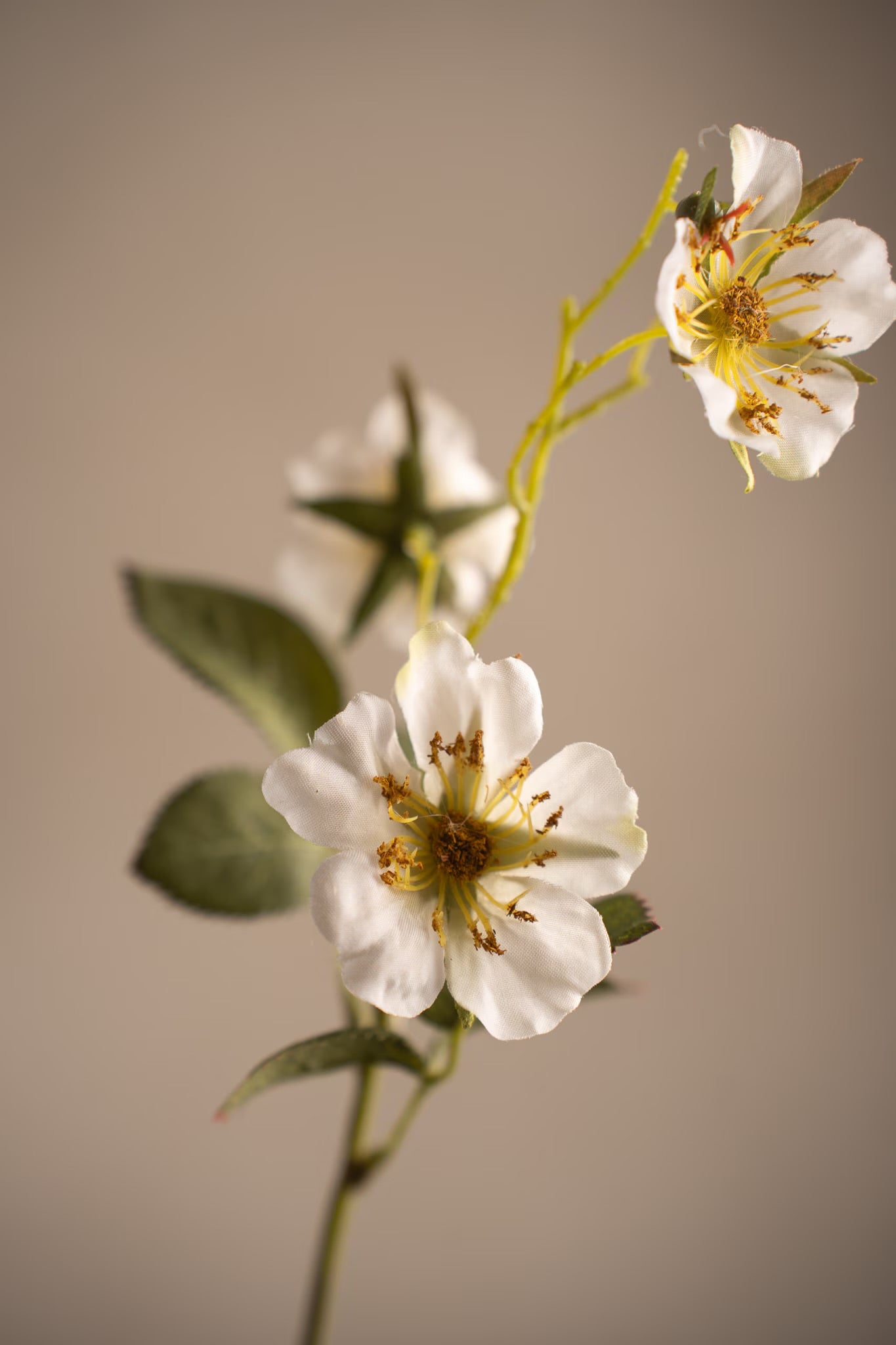Japanese climbing rose white 35 cm