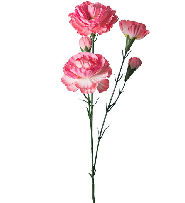 Elegance Carnation Pink 65 cm