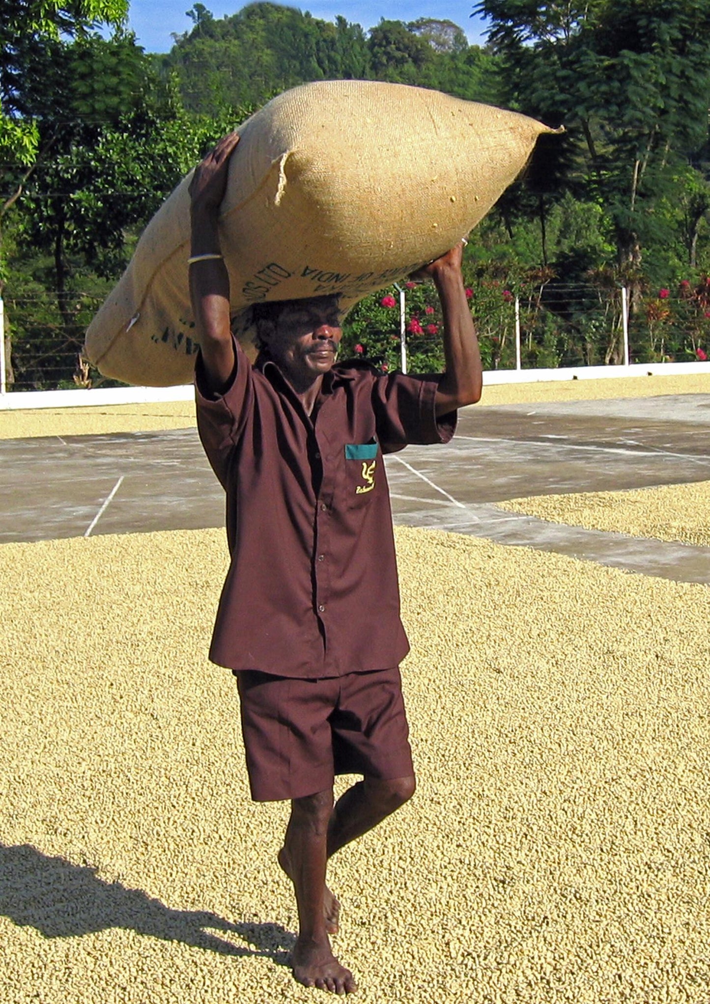 Malabar Monsooned kaffe hele bønner 250 gram