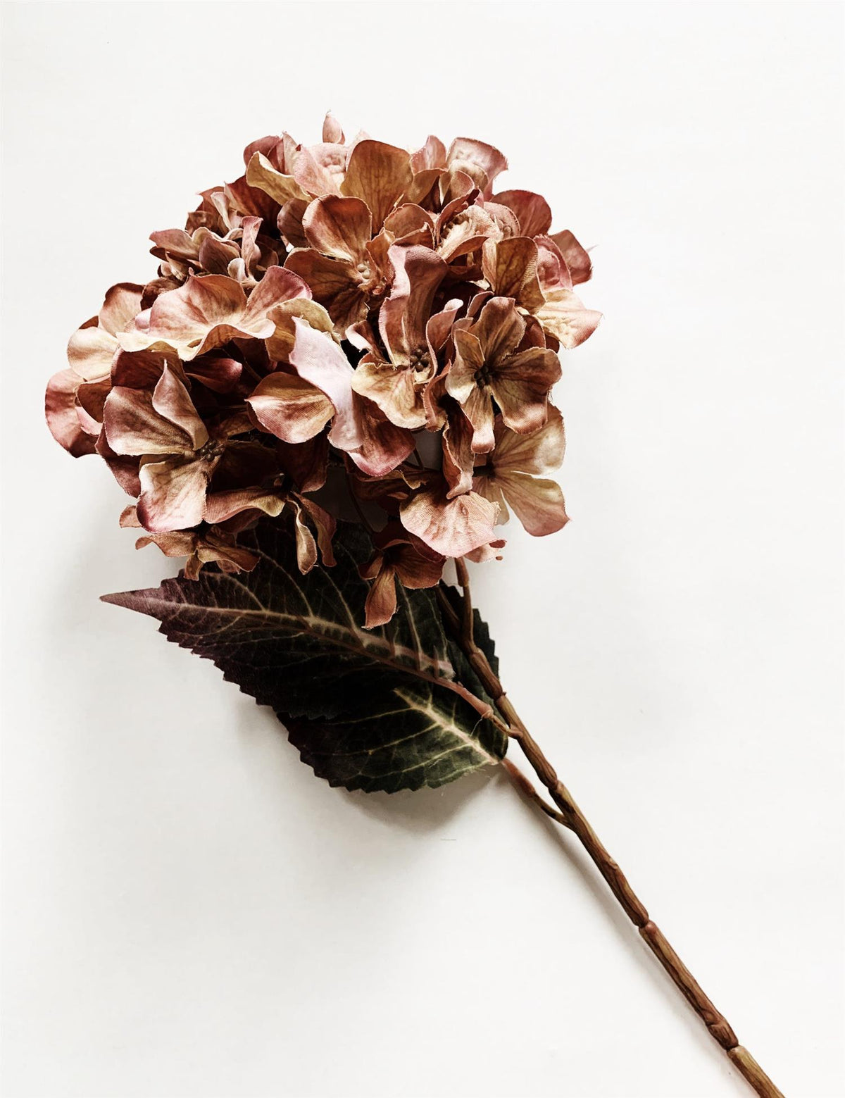 Hortensia rust 66 cm