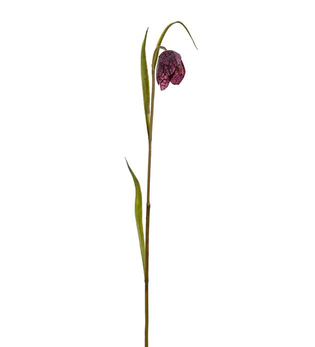 Frittilaria aubergine 35 cm