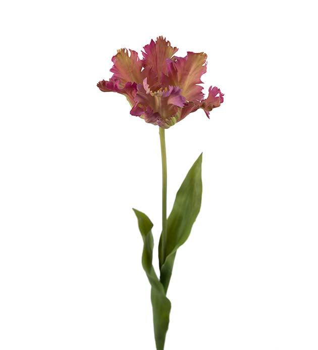 Parrot tulip purple 70 cm