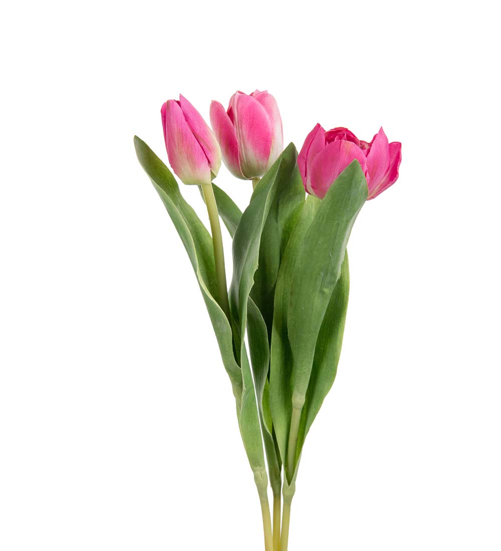 Tulipan fuchsia rosa 36 cm