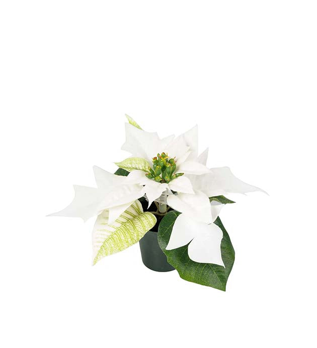 Julestjerne hvit i potte 10 cm