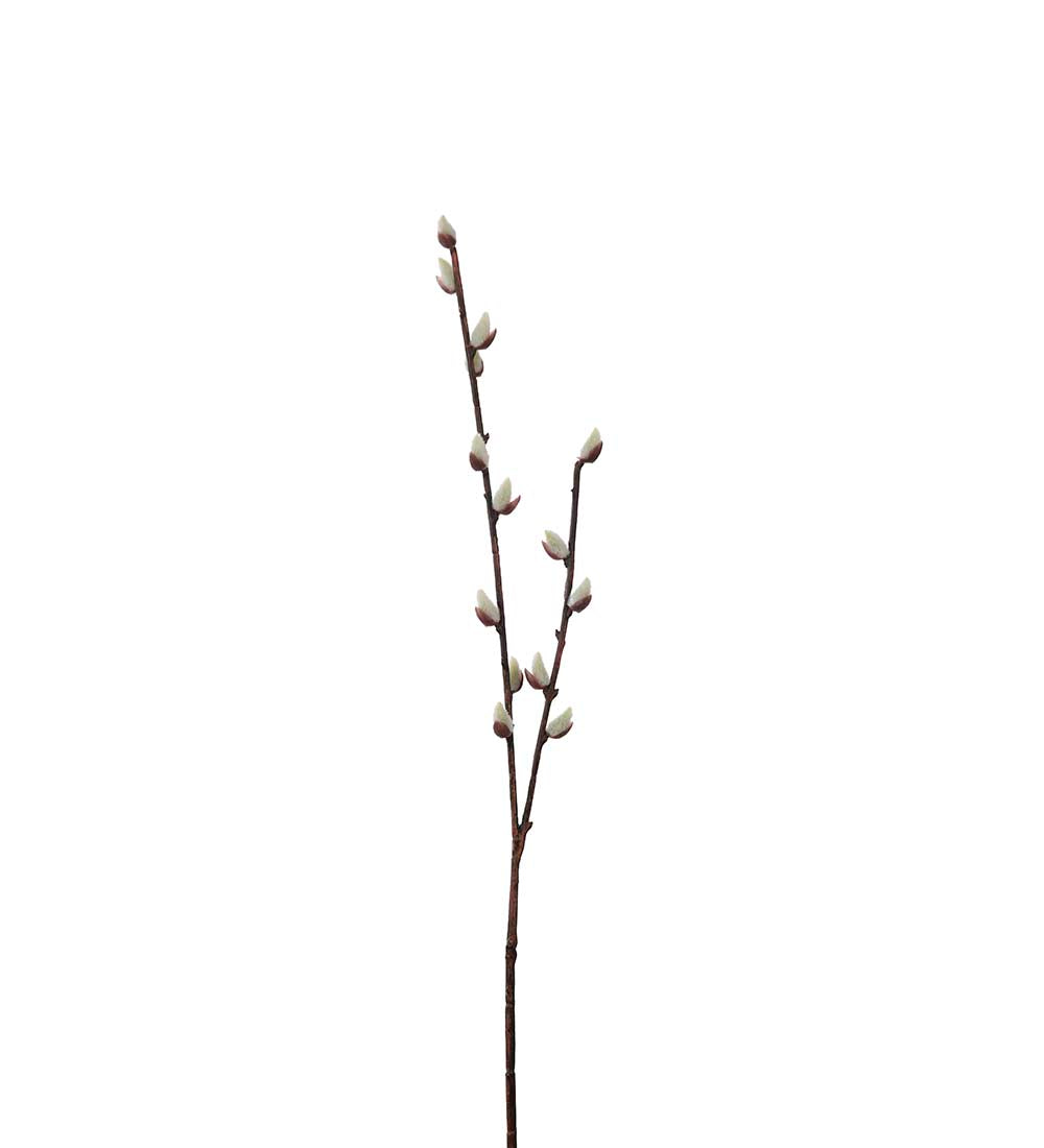 Pussy willow branch 57 cm