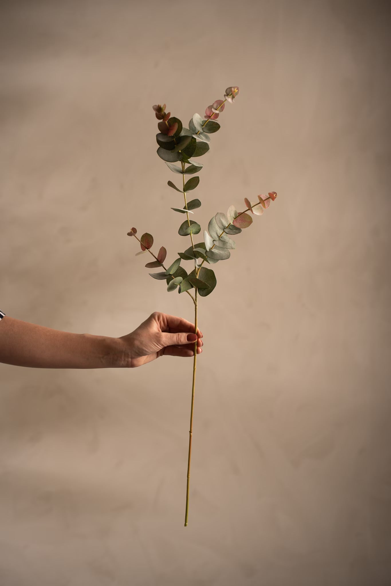 Eucalyptus 80 cm