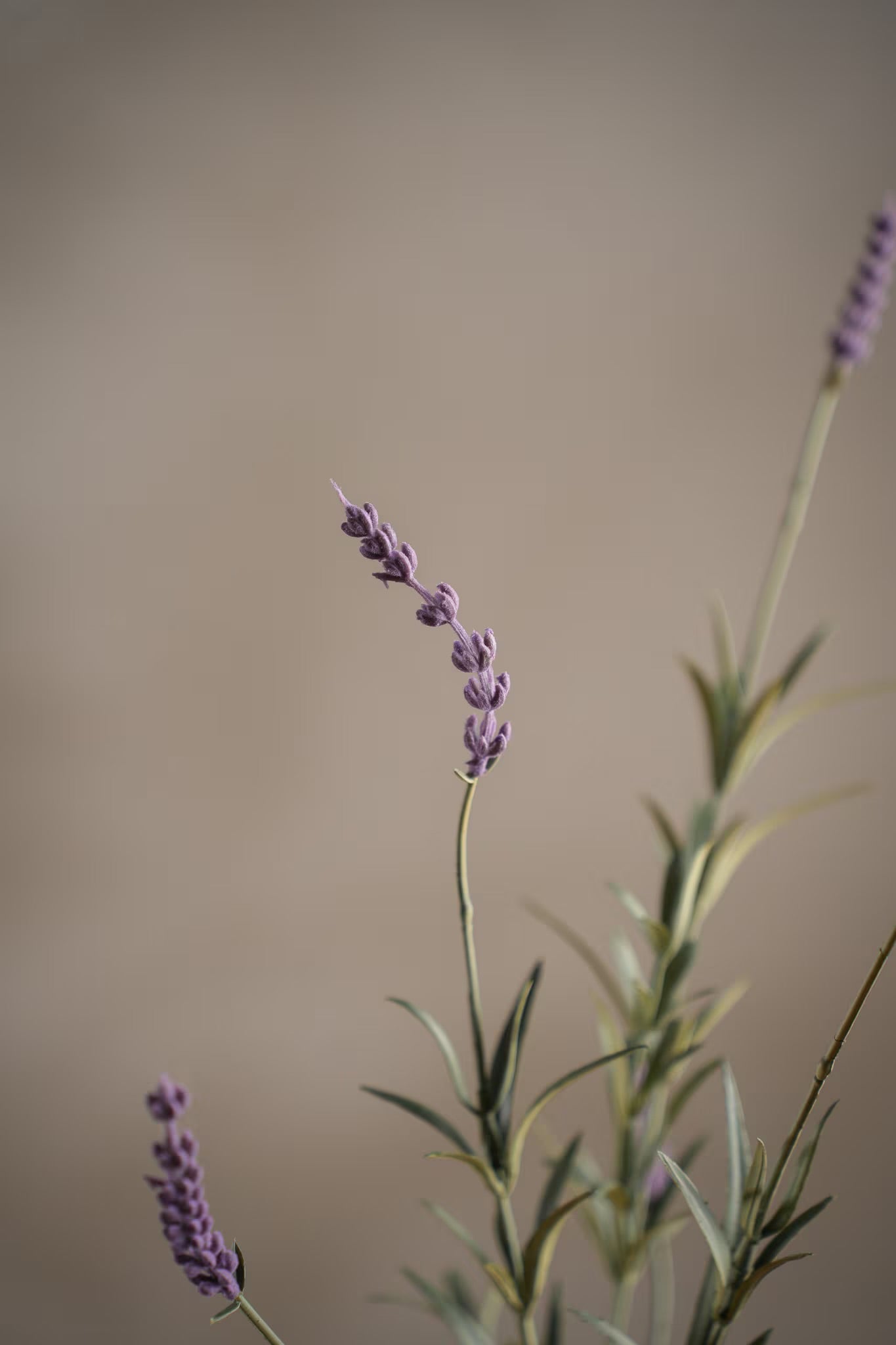 Lavendel lys lilla 65 cm