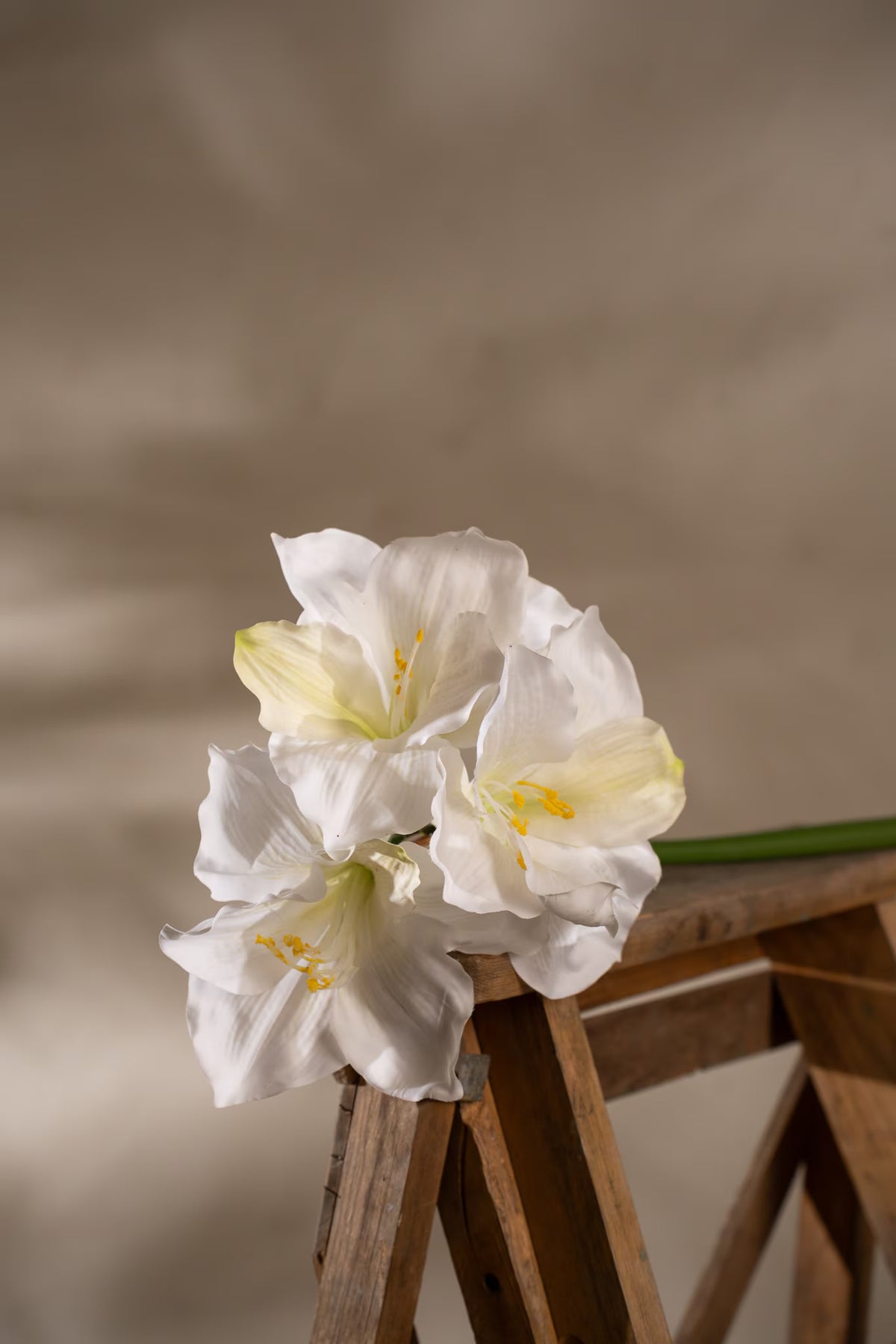 Amaryllis white 65 cm