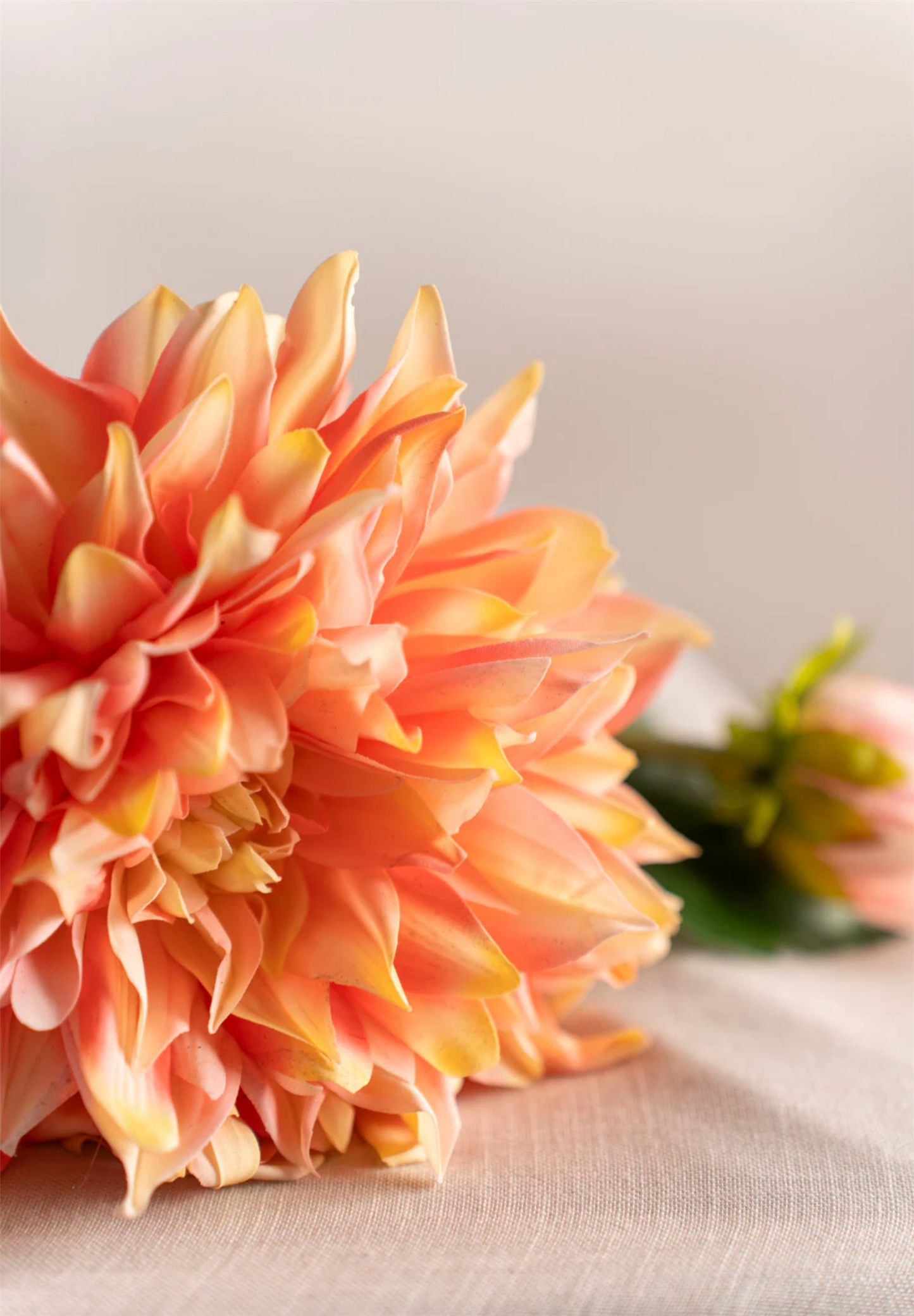 Dahlia aprikos 70 cm
