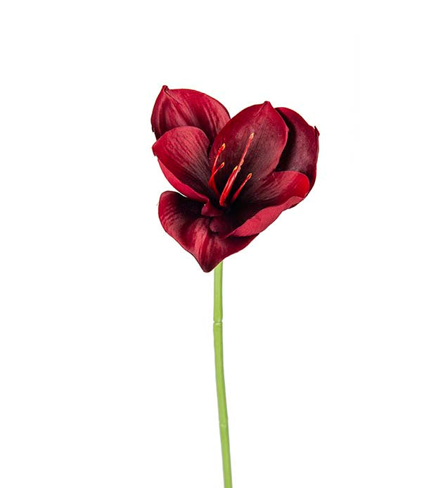 Amaryllis deep red 40 cm