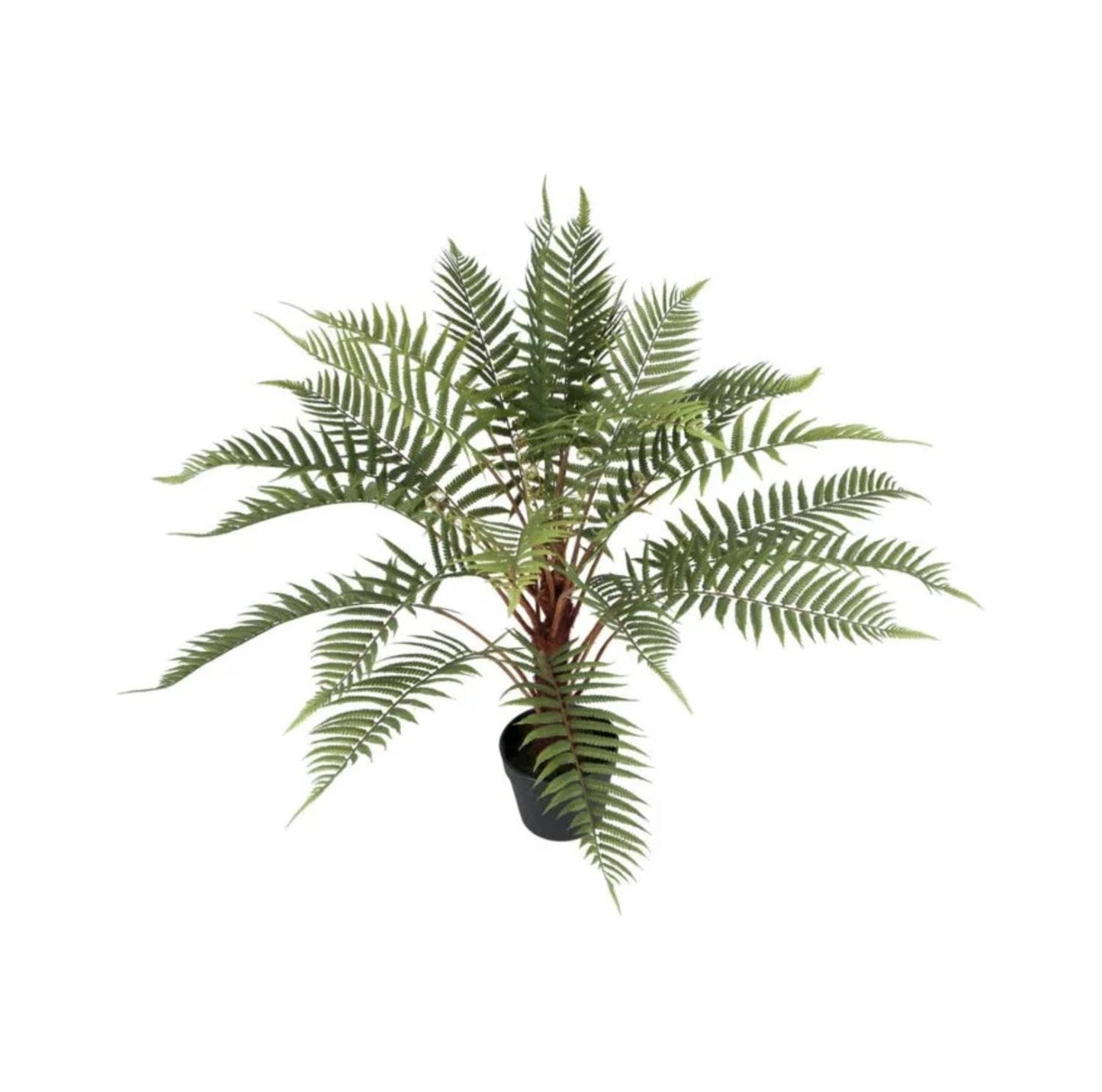 Ormbunke i potte 80 cm