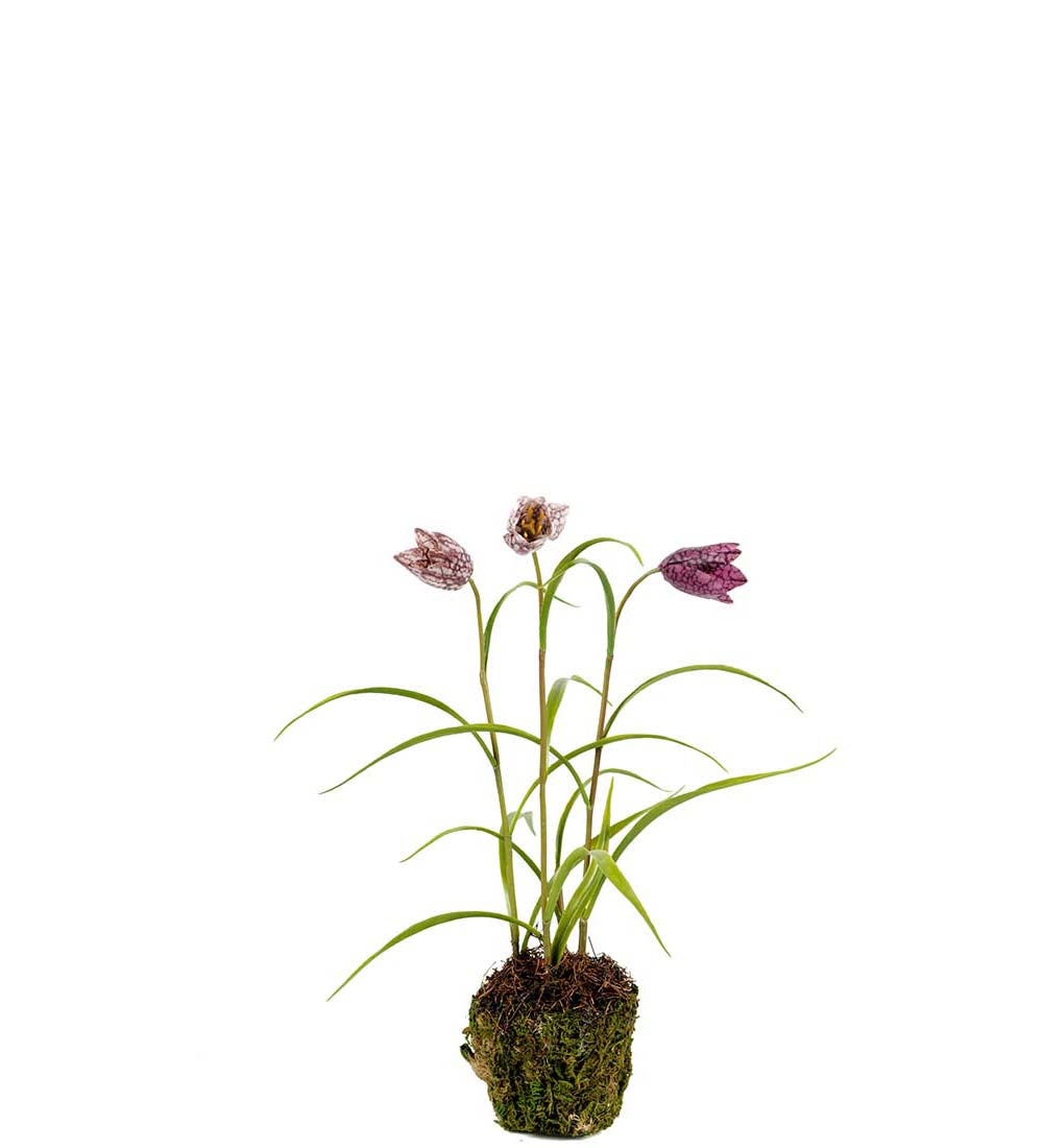 Frittilaria rød 30 cm