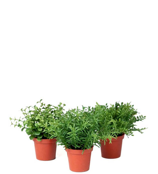 Grønn plante 16 cm