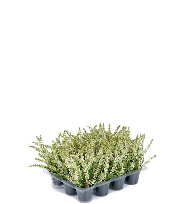 Lyng hvit i potte 18 cm