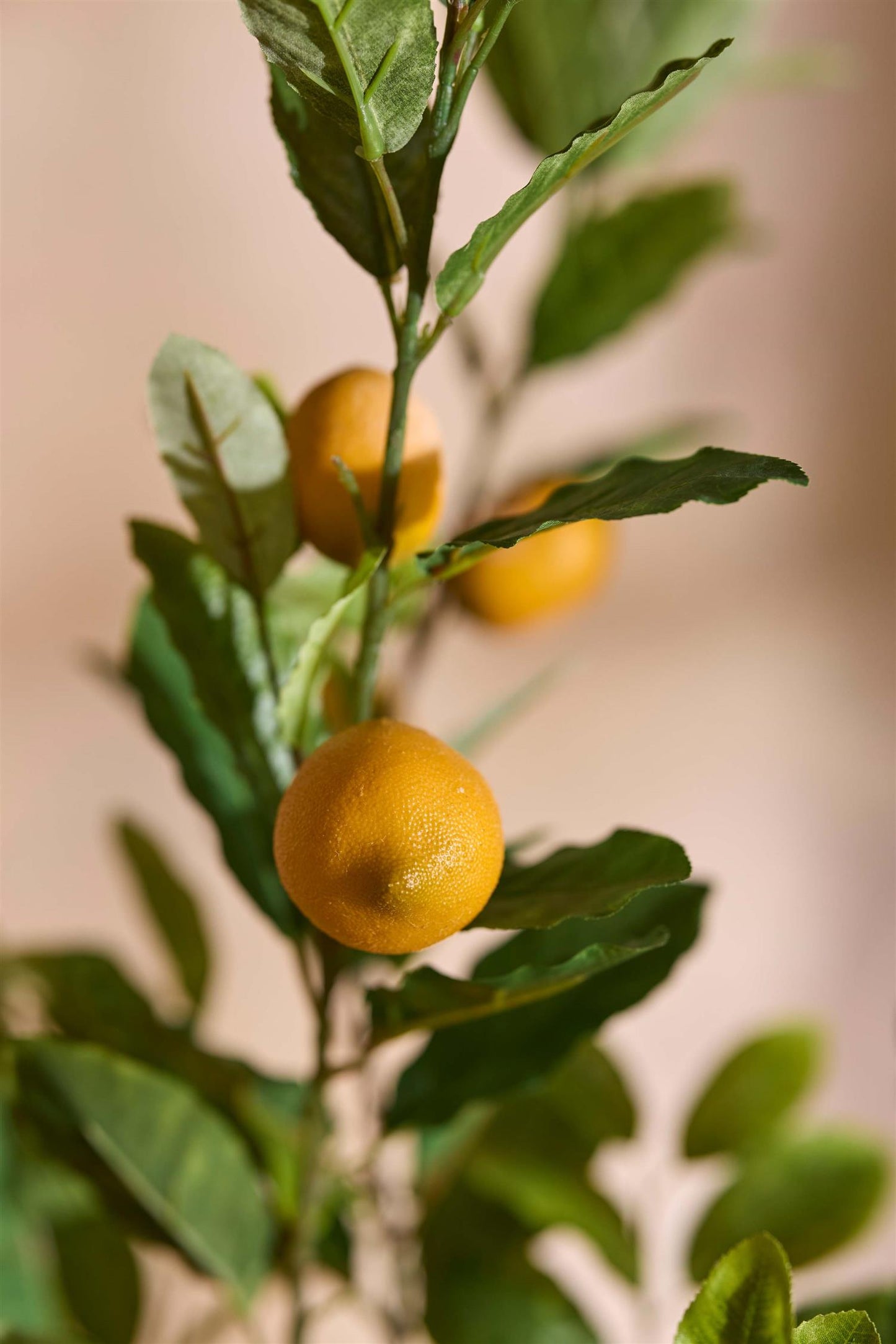 Potted lemon tree 90 cm