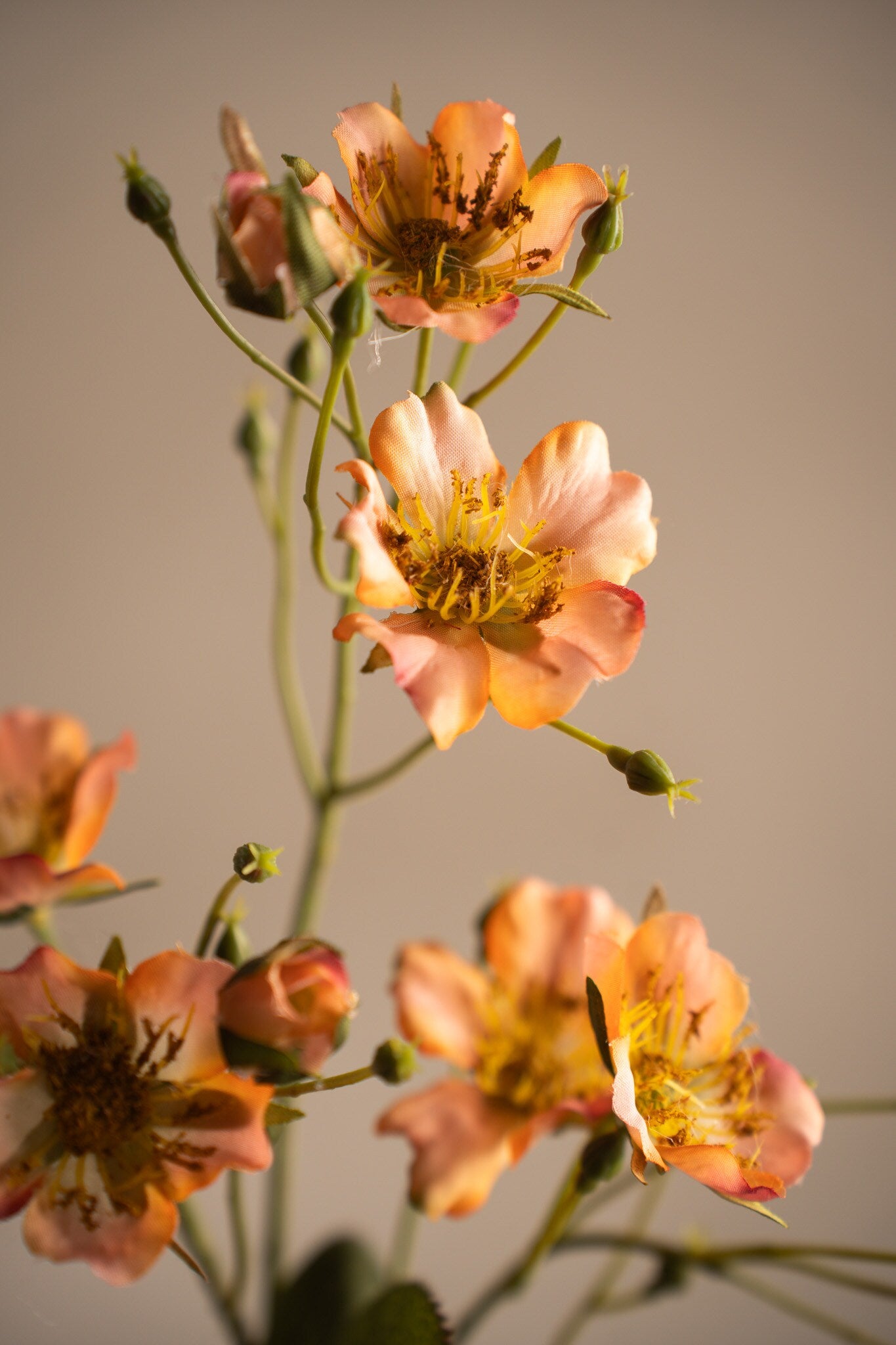 Japanese climbing rose apricot 65 cm