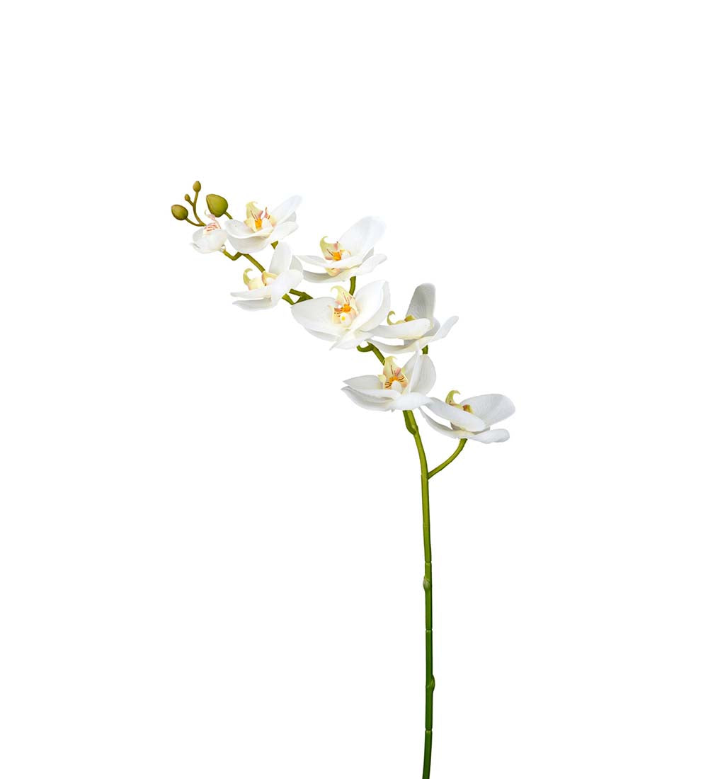 Orchid stem white 75 cm