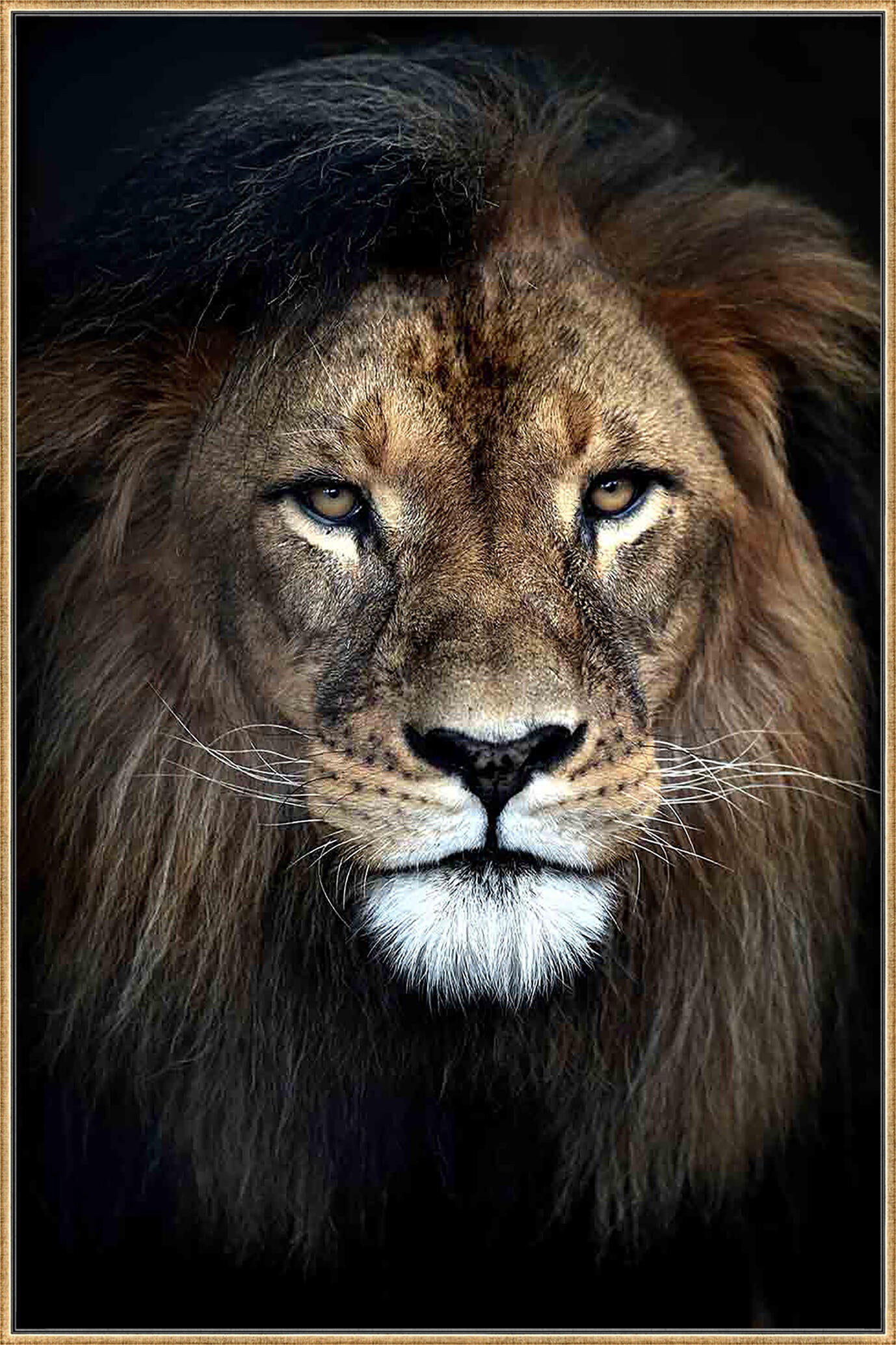 Bilde Løve 70x105 cm