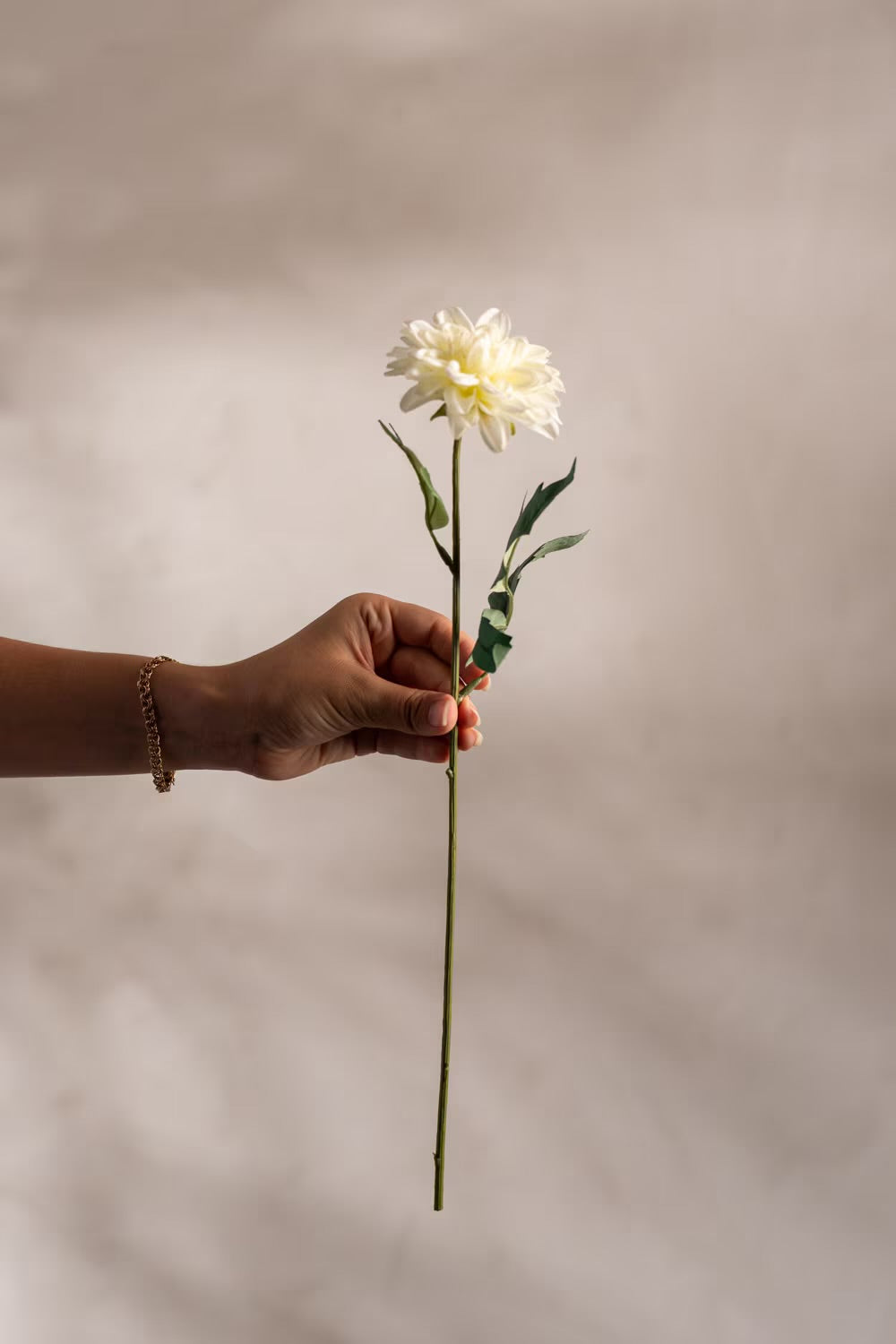 Zinnia beige 45 cm