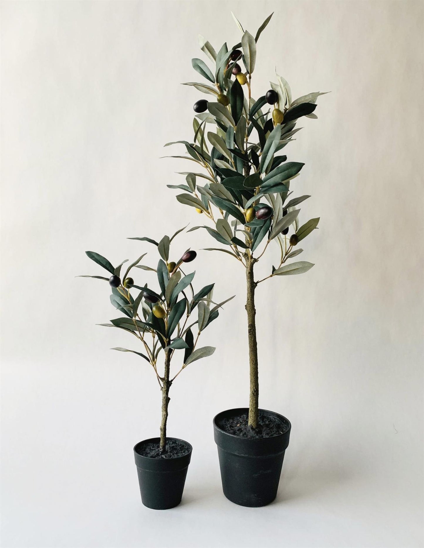 Olive tree in pot 41 cm