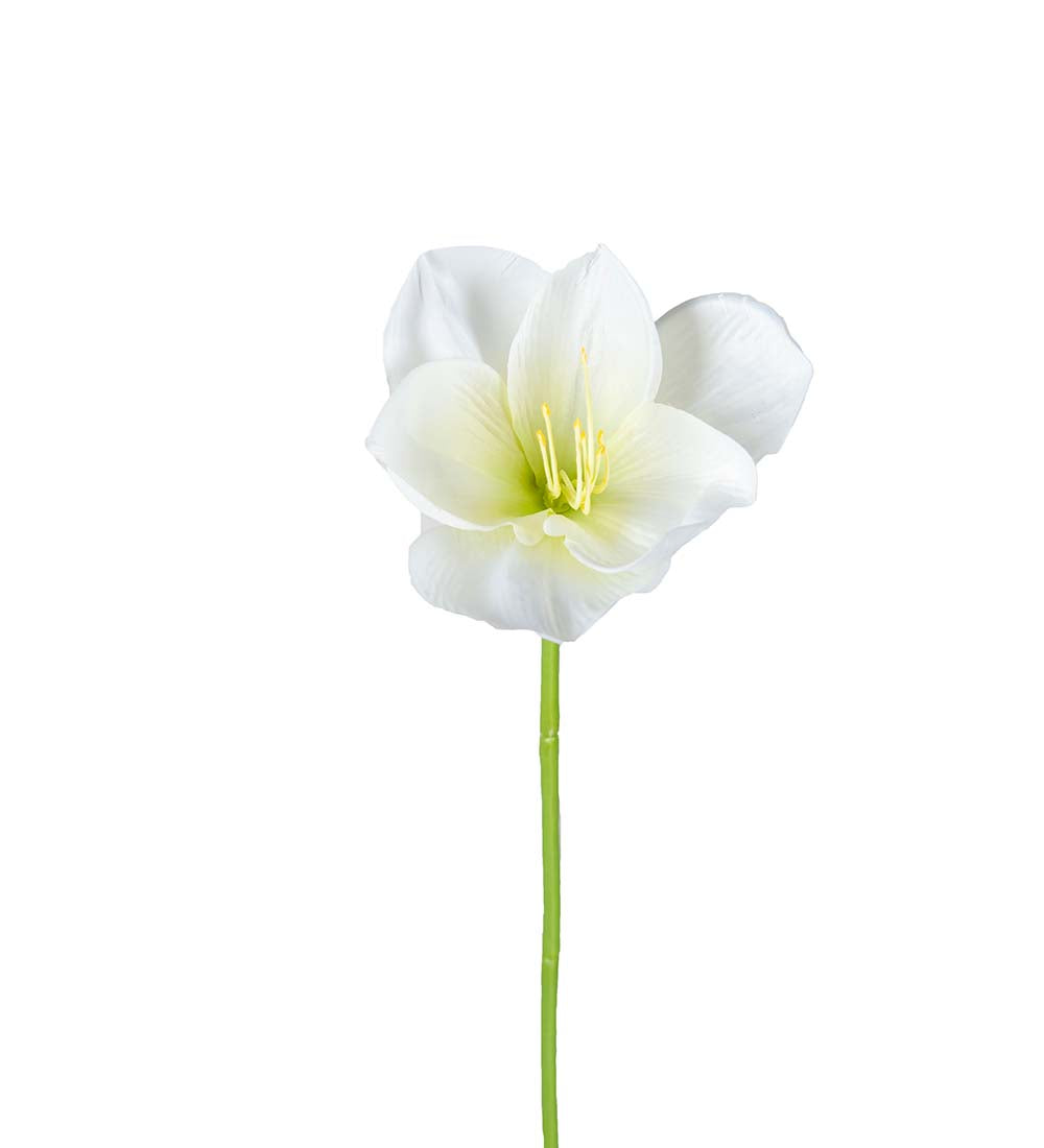 Amaryllis hvit 40 cm