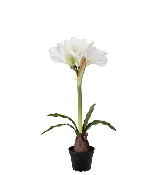 Amaryllis white in pot 50 cm