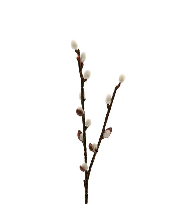 Gåsungekvist 36 cm