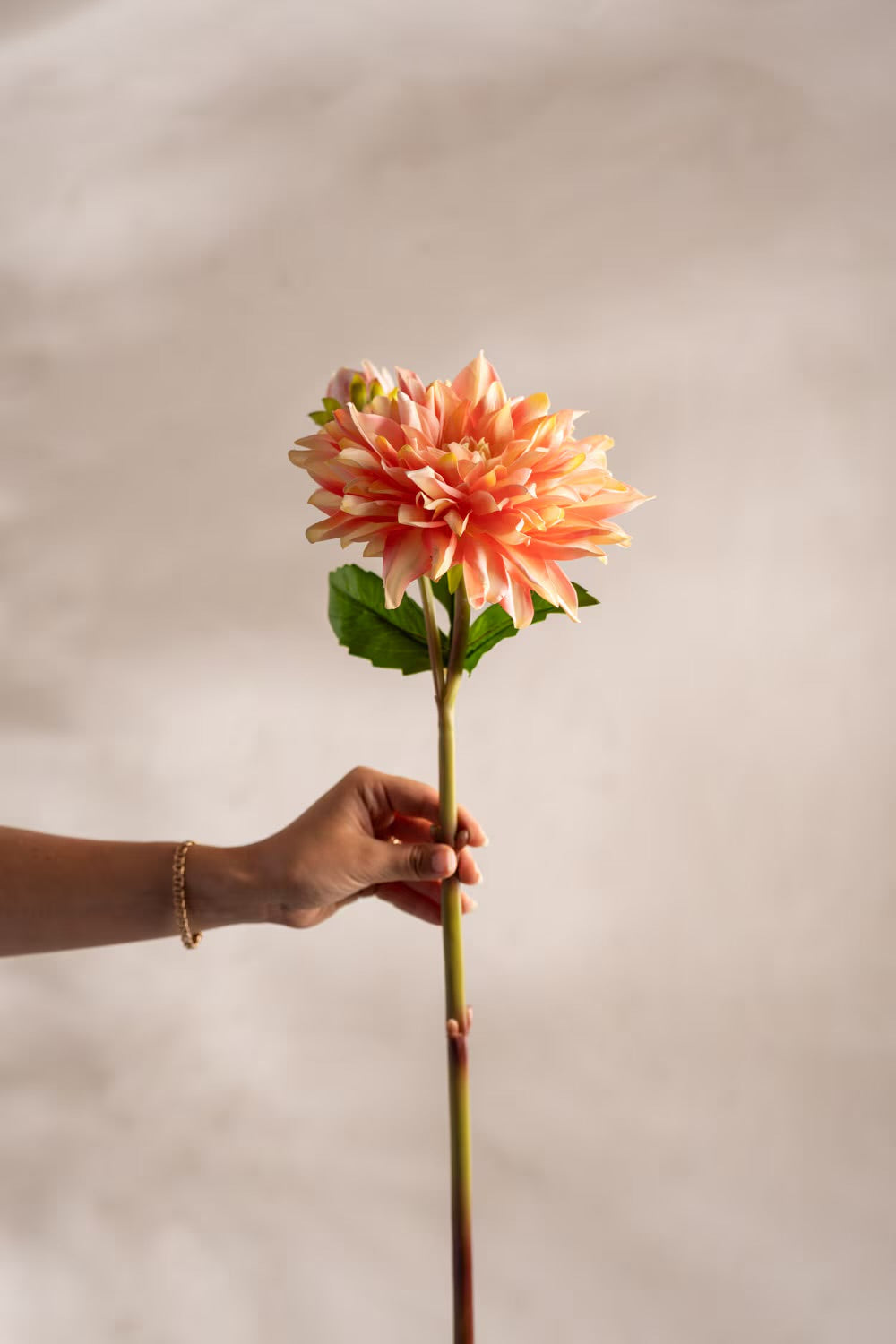 Dahlia aprikos 70 cm