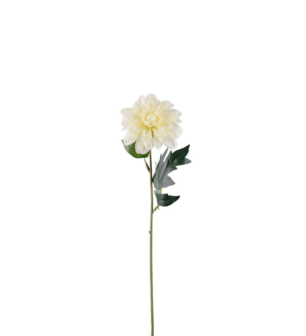Zinnia krem 45 cm