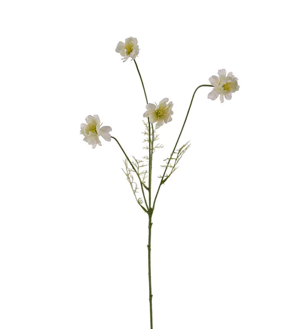 Cosmos hvit 55 cm