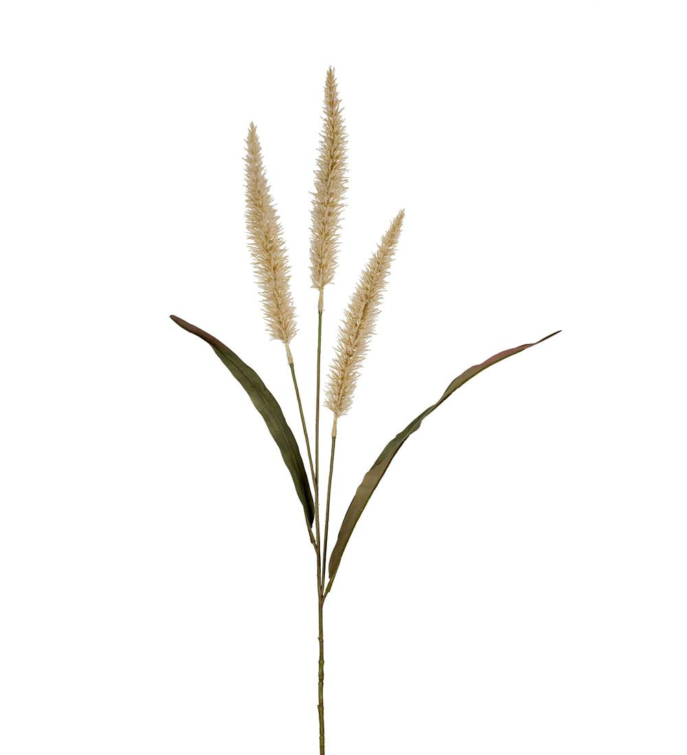 Ornamental grass nature 90 cm