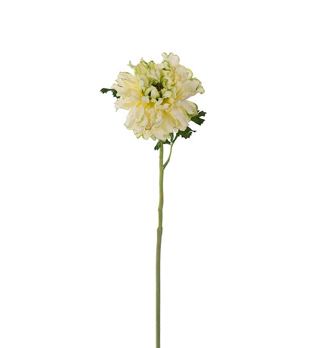 Ranunkel grønn 60 cm