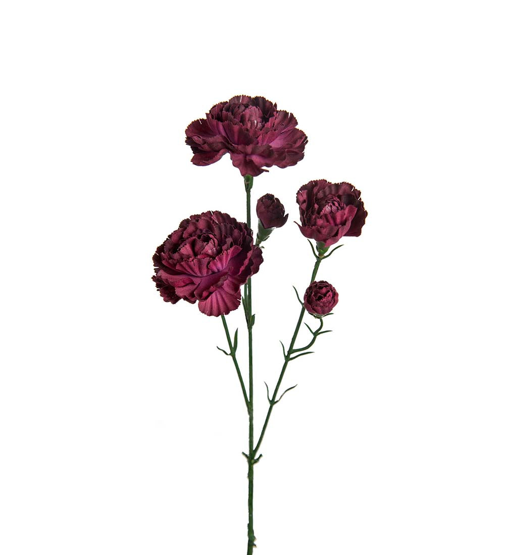Elegance Carnation burgundy 65 cm