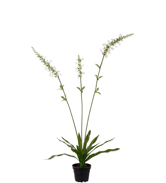 White Speedwell in pot 90 cm