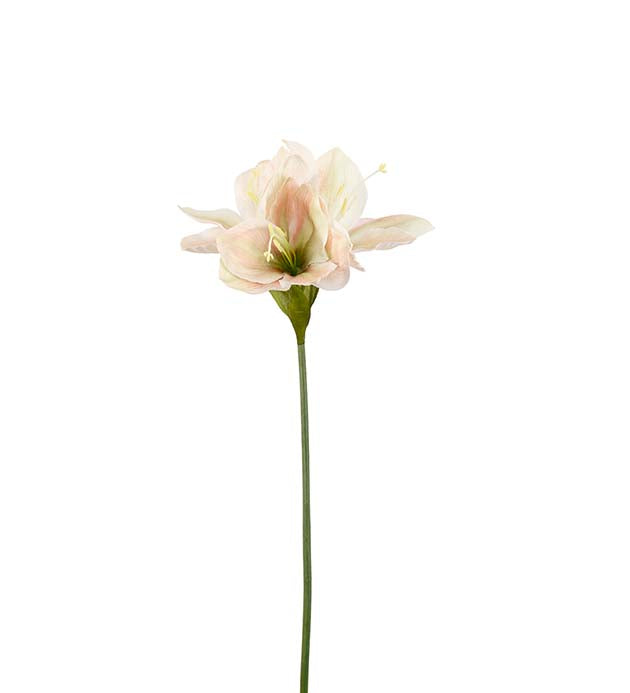 Amaryllis lys rosa 63 cm