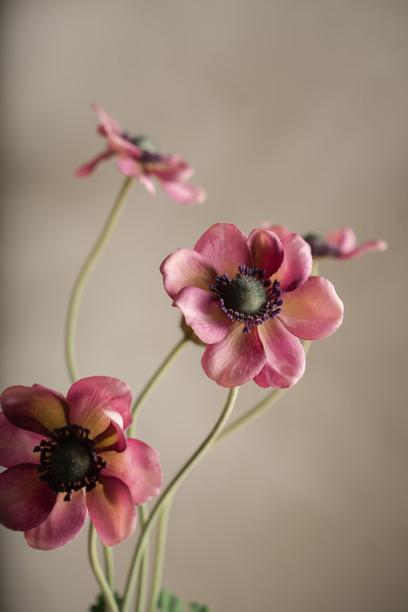 Anemone lilla 75 cm