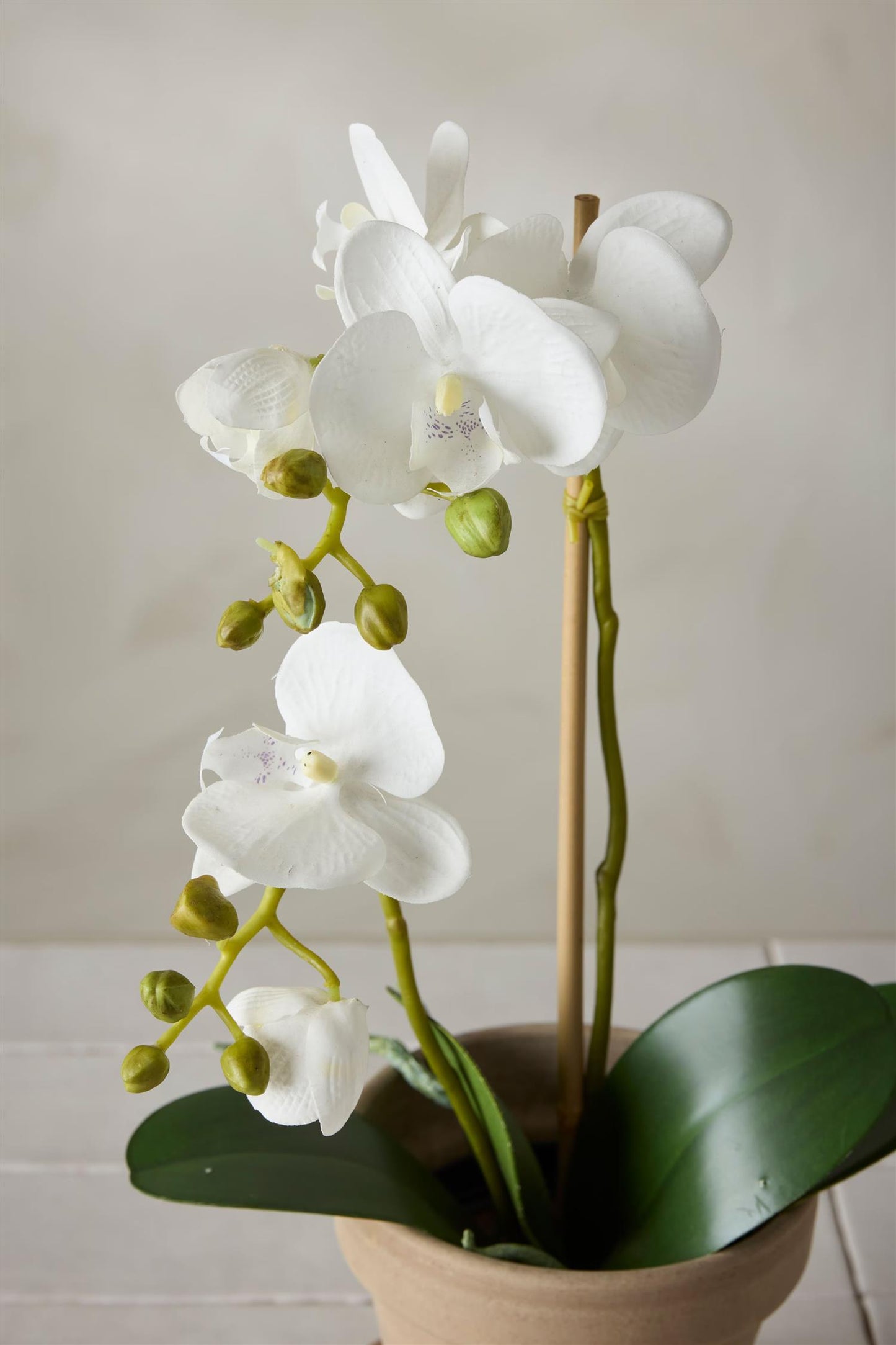 Orchid white in pot 45 cm
