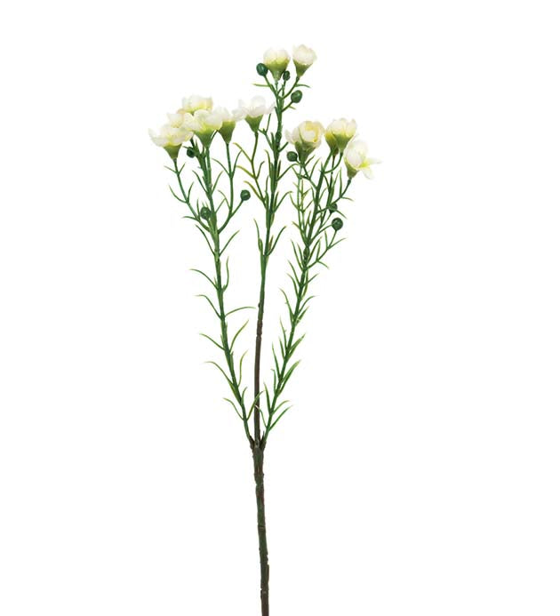 Chamelaucium white 40 cm