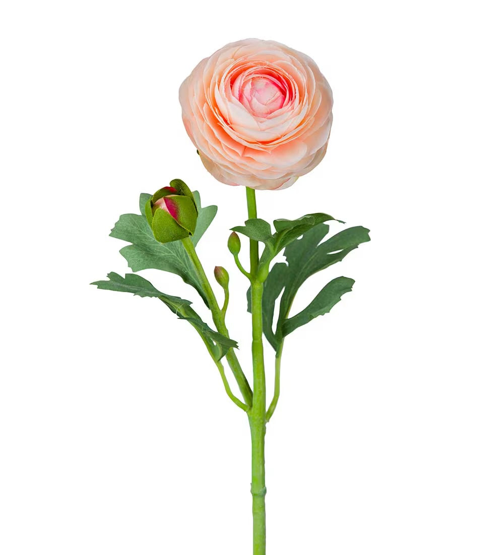 Ranunculus apricot 50 cm