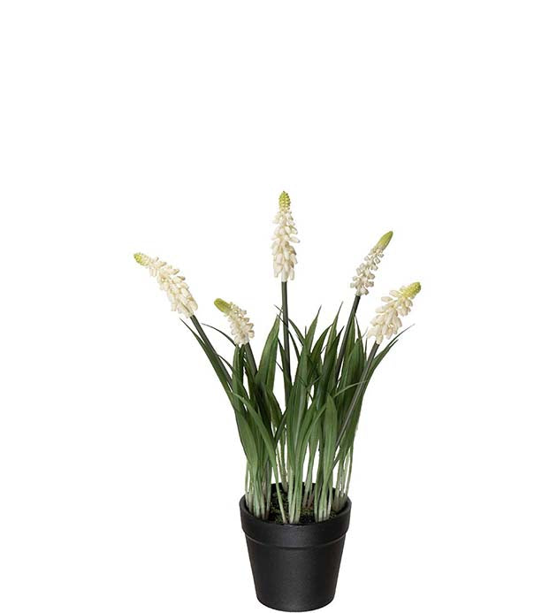 Grape hyacinth white 28 cm