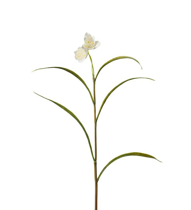 Fritillaria white 30 cm