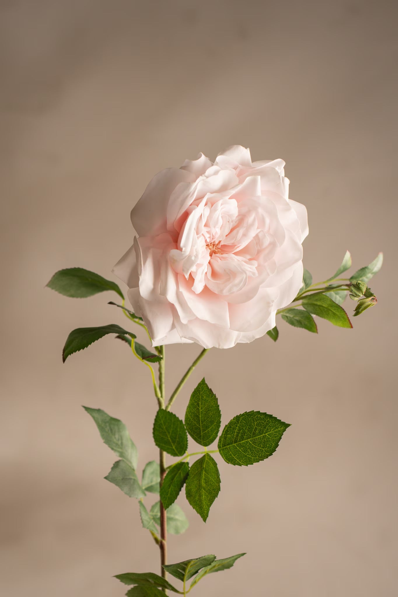 Pink rose 90 cm
