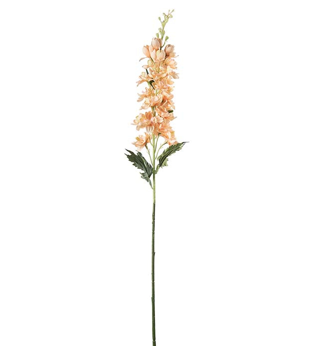 Delphinium fersken 75 cm