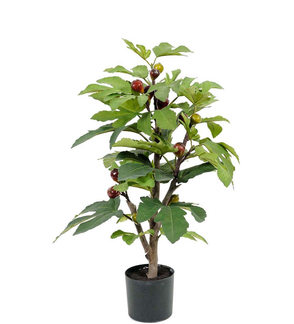Potted fig tree 65 cm