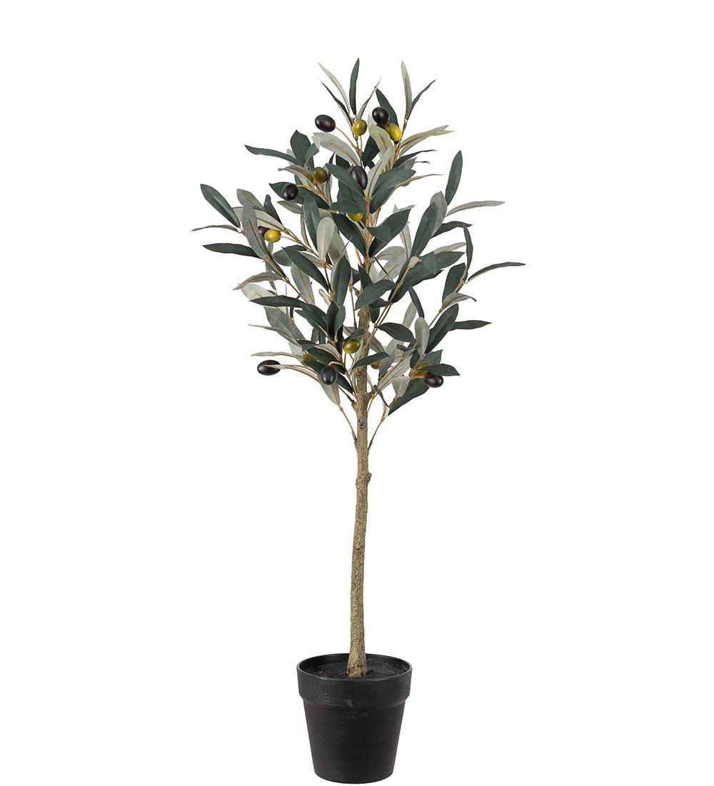 Olive tree in pot 75 cm