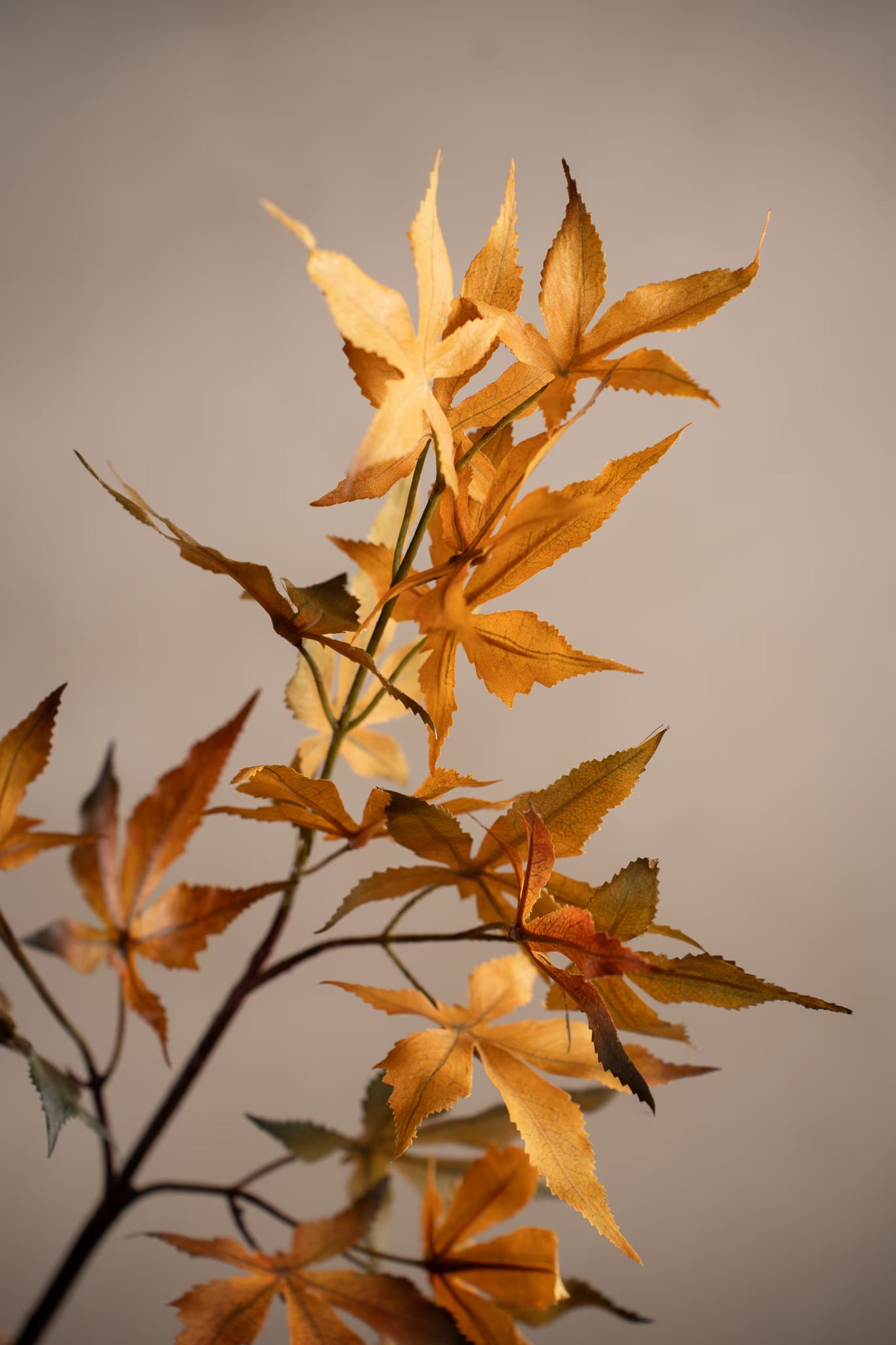 Lønn kvist oransje 72 cm