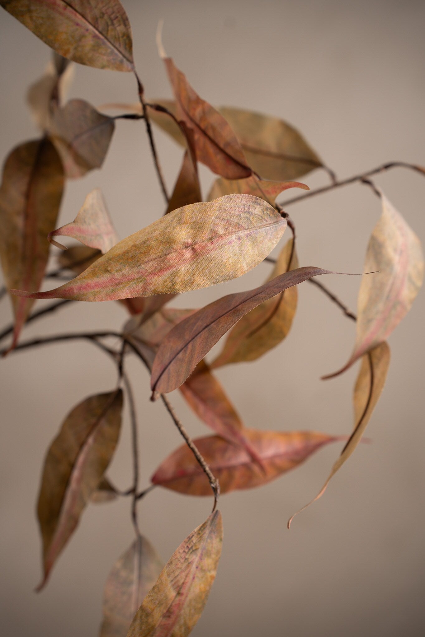 Eucalyptus brown 90 cm