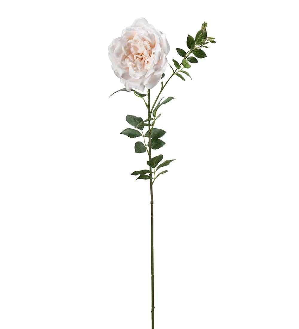 Rose fersken 90 cm