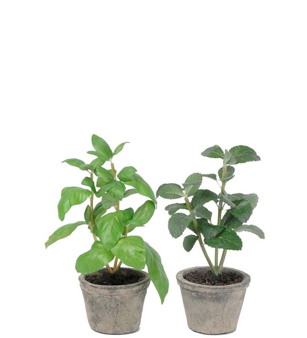 Potted herb 20 cm